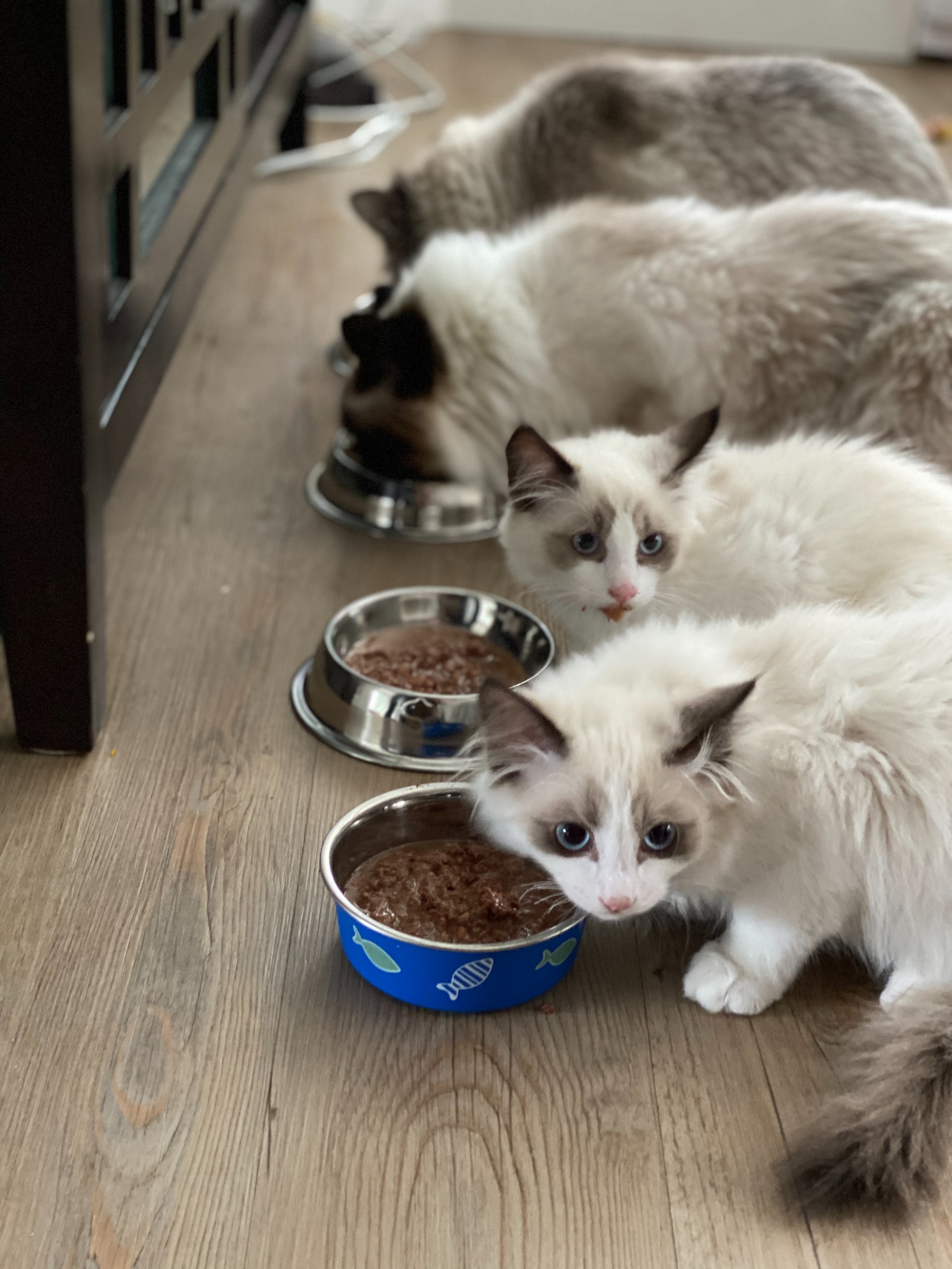 Pets Lets – Pet Friendly Rentals Across London & UK