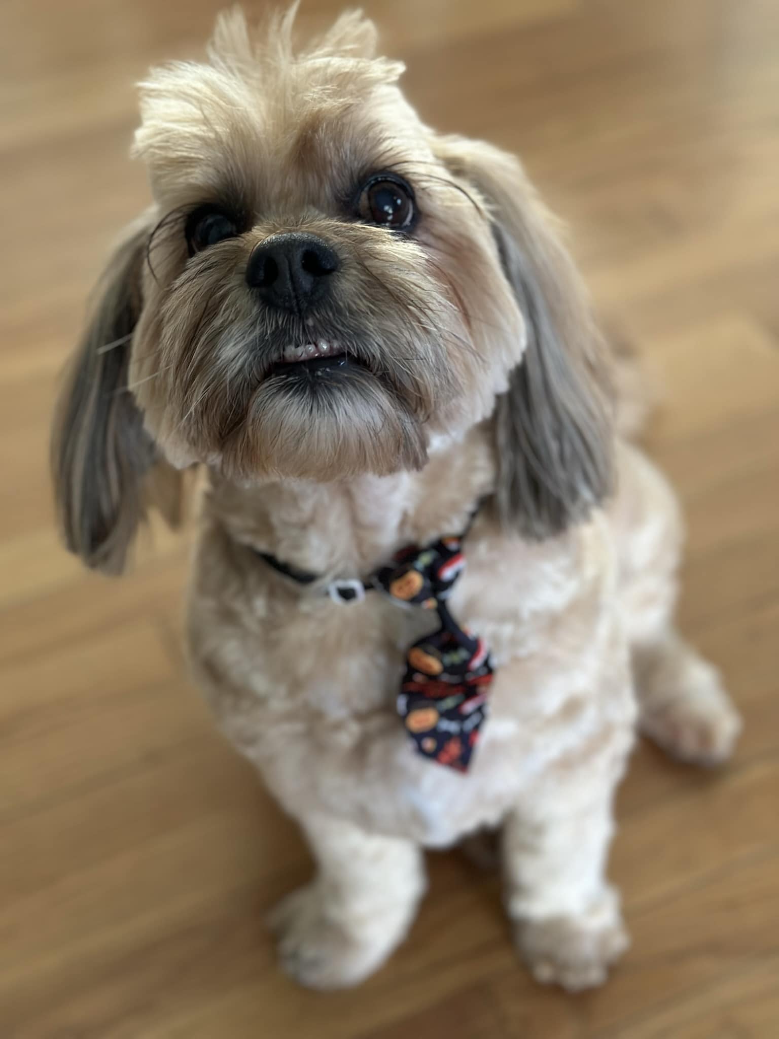 Pets Lets – Pet Friendly Rentals Across London & UK