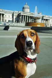 Biscuit – Property Paws-on Advisor