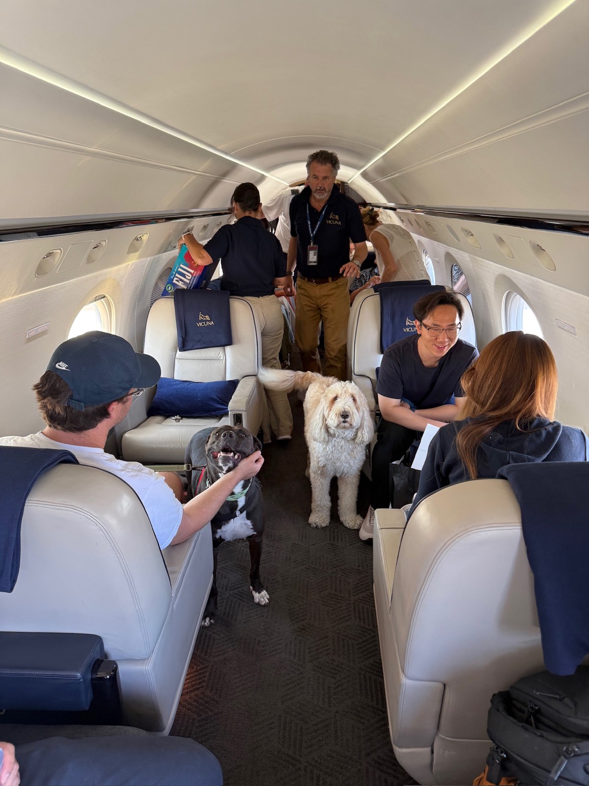 Dog relaxing in the cabin of a Vicuna Air Gulfstream GV private jet