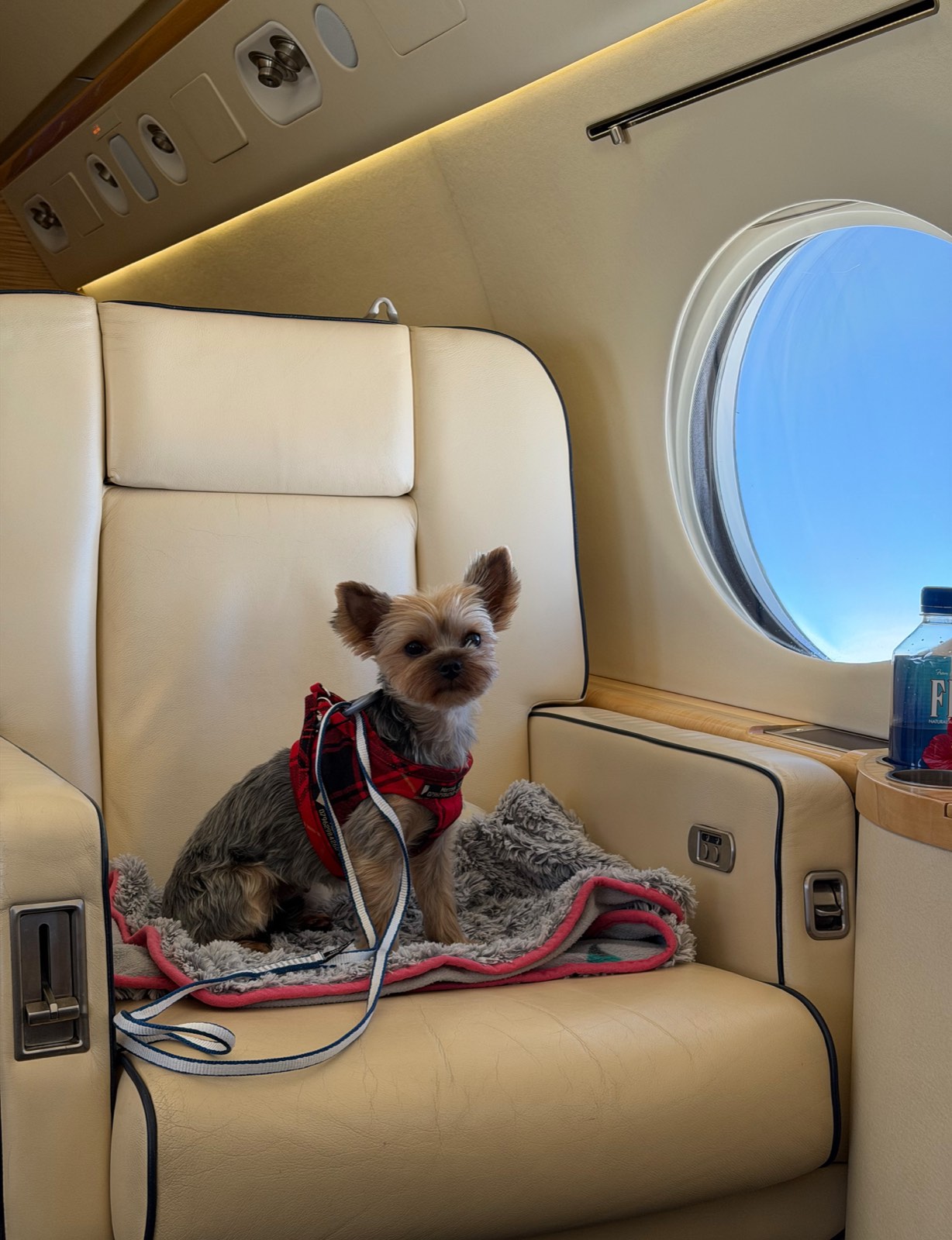 Pet settled on a seat aboard a Vicuna Air flight